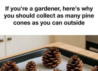 If you’re a gardener, here’s why you should collect as many pine cones as you can outside