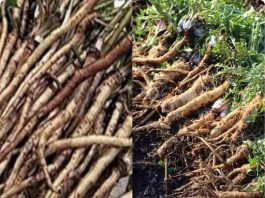 The Powerful Plant That May Support Cancer Treatment: A Closer Look at the Benefits of the Greater Burdock Root