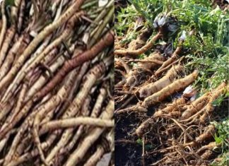 The Powerful Plant That May Support Cancer Treatment: A Closer Look at the Benefits of the Greater Burdock Root