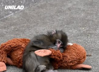 Animal expert explains if Punch the monkey actually feels sad at being abandoned