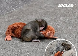 Scientists reveal tragic fate Punch the monkey could suffer as animals continue to reject him in enclosure
