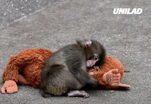 Punch the Monkey zookeepers issue ‘bullying’ update after safety concerns raised by visitors