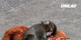 Punch the Monkey zookeepers issue ‘bullying’ update after safety concerns raised by visitors