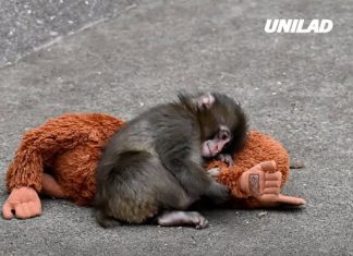 Punch the Monkey zookeepers issue ‘bullying’ update after safety concerns raised by visitors