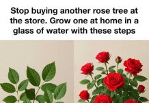 Stop buying another rose tree at the store. Grow one at home in a glass of water with these steps
