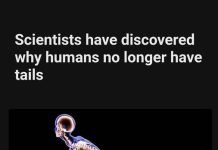 WHY HUMANS LOST THEIR TAILS — SCIENTISTS FINALLY HAVE THE ANSWER