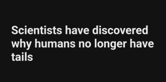 WHY HUMANS LOST THEIR TAILS — SCIENTISTS FINALLY HAVE THE ANSWER