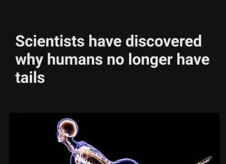 WHY HUMANS LOST THEIR TAILS — SCIENTISTS FINALLY HAVE THE ANSWER