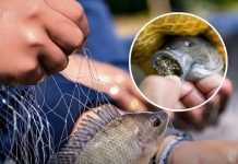 (THE TRUTH ABOUT TILAPIA) WHY THIS POPULAR FISH MIGHT BE BOTH A NUTRITIONAL POWERHOUSE AND A HEALTH RISK DEPENDING ON ITS SOURCE