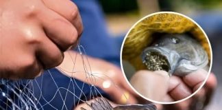 (THE TRUTH ABOUT TILAPIA) WHY THIS POPULAR FISH MIGHT BE BOTH A NUTRITIONAL POWERHOUSE AND A HEALTH RISK DEPENDING ON ITS SOURCE