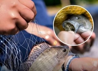 (THE TRUTH ABOUT TILAPIA) WHY THIS POPULAR FISH MIGHT BE BOTH A NUTRITIONAL POWERHOUSE AND A HEALTH RISK DEPENDING ON ITS SOURCE