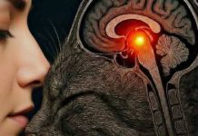 (THE HIDDEN WARNING) WHY THAT ONE COMMON DETAIL ISN’T AS INNOCENT AS IT LOOKS AND THE SECRET MEANING MOST PEOPLE COMPLETELY MISS