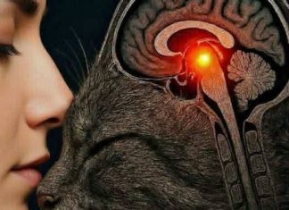 (THE HIDDEN WARNING) WHY THAT ONE COMMON DETAIL ISN’T AS INNOCENT AS IT LOOKS AND THE SECRET MEANING MOST PEOPLE COMPLETELY MISS