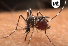 Scientists reveal grim reason some people get bitten by mosquitos more than others