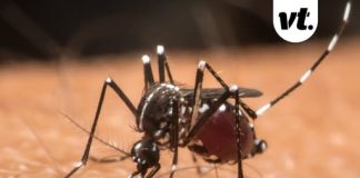 Scientists reveal grim reason some people get bitten by mosquitos more than others