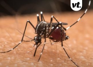 Scientists reveal grim reason some people get bitten by mosquitos more than others