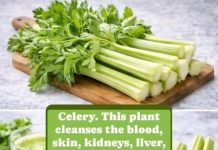 Cleanses the Liver 150 Times More Powerful Than Garlic and Lemon: Grandma’s Miracle Recipe