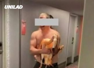 Tourist arrested after allegedly kidnapping flamingo in Las Vegas and is now facing serious charges