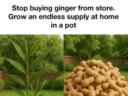 Stop buying ginger from store. Grow an endless supply at home in a pot
