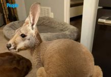 Kangaroo Wearing Denim Diaper Escapes from Wisconsin Petting Zoo