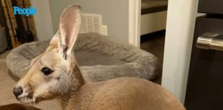 Kangaroo Wearing Denim Diaper Escapes from Wisconsin Petting Zoo
