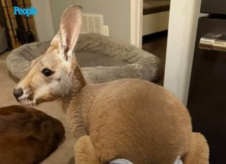 Kangaroo Wearing Denim Diaper Escapes from Wisconsin Petting Zoo