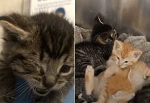 Man Saves Tiny Kittens Buried in Cardboard from Getting Crushed by a Trash Compactor with Seconds to Spare