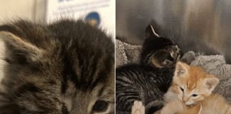 Man Saves Tiny Kittens Buried in Cardboard from Getting Crushed by a Trash Compactor with Seconds to Spare