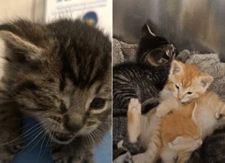 Man Saves Tiny Kittens Buried in Cardboard from Getting Crushed by a Trash Compactor with Seconds to Spare