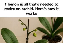 1 lemon is all that’s needed to revive an orchid. Here’s how it works