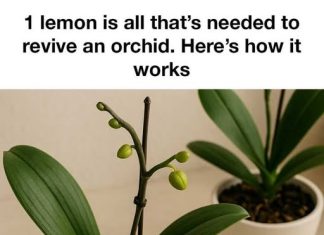 1 lemon is all that’s needed to revive an orchid. Here’s how it works