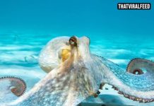 Scientist Gave Octopus MDMA And Documented Surprising Results