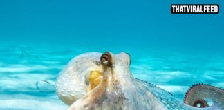 Scientist Gave Octopus MDMA And Documented Surprising Results