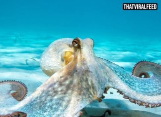 Scientist Gave Octopus MDMA And Documented Surprising Results