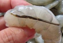 The “vein” of the shrimp: a little-known culinary detail