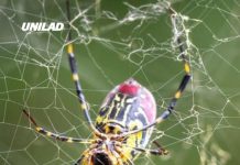 Experts warn of giant spiders the size of a human hand that are spreading across US