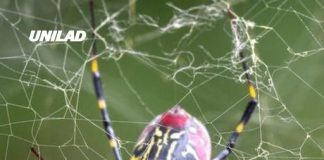 Experts warn of giant spiders the size of a human hand that are spreading across US