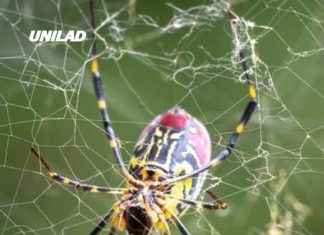 Experts warn of giant spiders the size of a human hand that are spreading across US