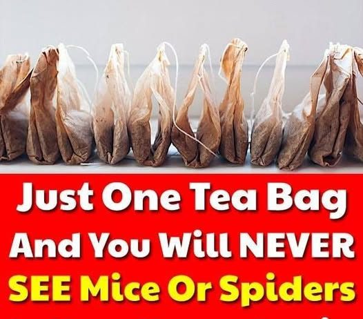 Can a Tea Bag Really Keep Mice and Spiders Away