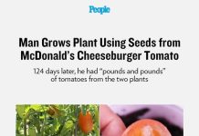Man Grows Plant Using Seeds from McDonald’s Cheeseburger Tomato
