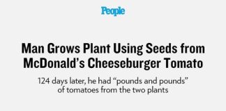 Man Grows Plant Using Seeds from McDonald’s Cheeseburger Tomato