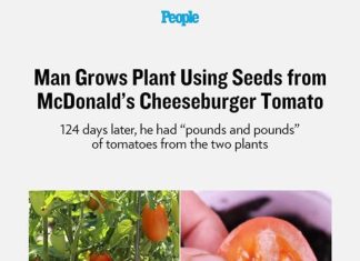Man Grows Plant Using Seeds from McDonald’s Cheeseburger Tomato