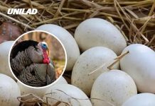 People are just discovering why we’re not able to eat turkey eggs