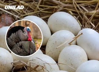 People are just discovering why we’re not able to eat turkey eggs