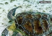 Scientist’s Grim Discovery Of 150 Dead Turtles Raises Warning About Environmental Changes