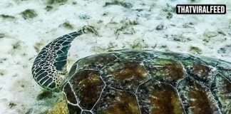 Scientist’s Grim Discovery Of 150 Dead Turtles Raises Warning About Environmental Changes