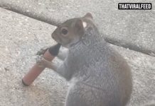 Squirrels Are ‘Vaping’ E-Cigarettes After Mistaking Fruity Scents For Food