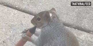 Squirrels Are ‘Vaping’ E-Cigarettes After Mistaking Fruity Scents For Food
