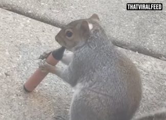 Squirrels Are ‘Vaping’ E-Cigarettes After Mistaking Fruity Scents For Food