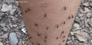 THE MOSQUITO MAGNET (WHY MOSQUITOES ALWAYS CHOOSE YOU (THE SCIENTIFIC EXPLANATION FEW KNOW))